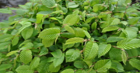 ZAHRADA