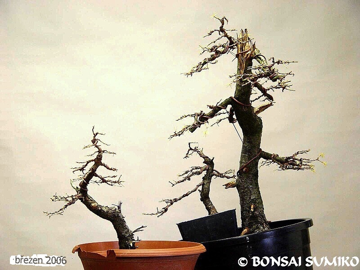 BONSAJE