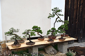 ZAHRADA
