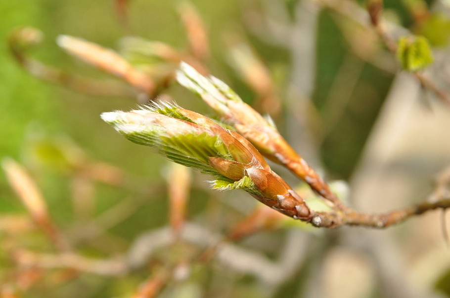 rašící Fagus asplenifolia