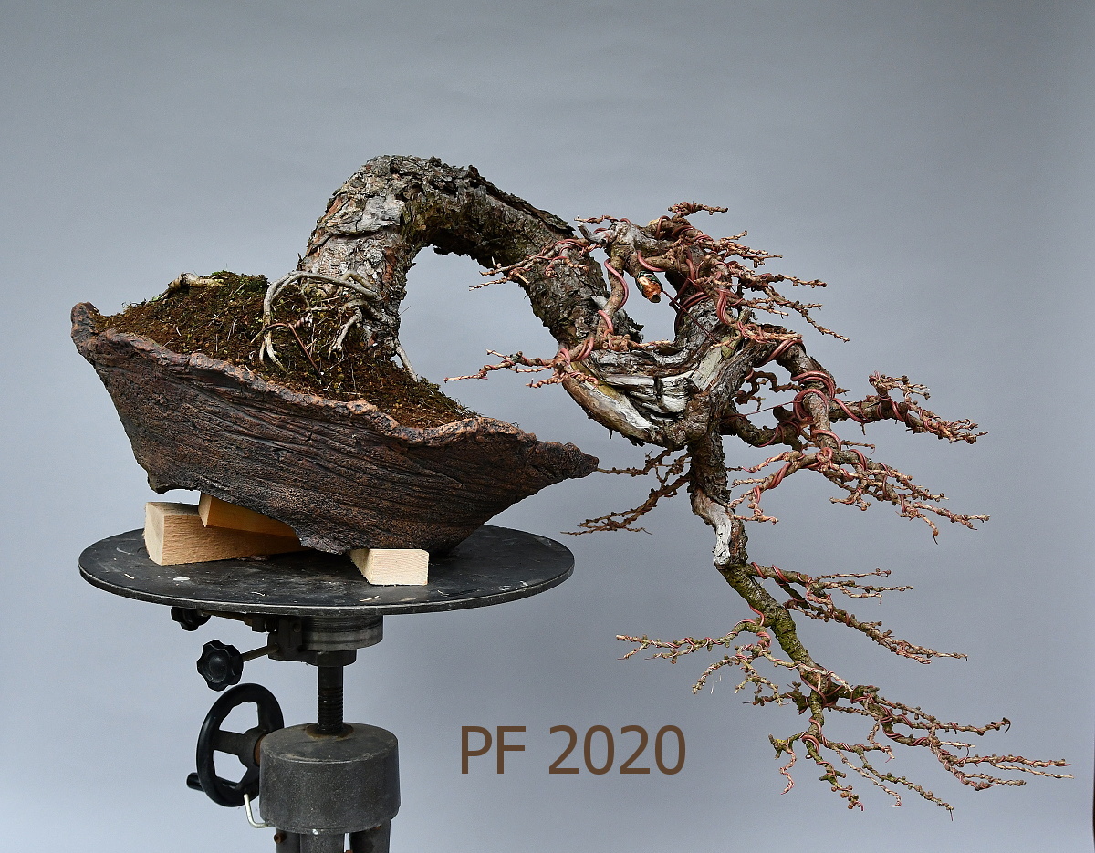 modřín kaskáda - pf 2020